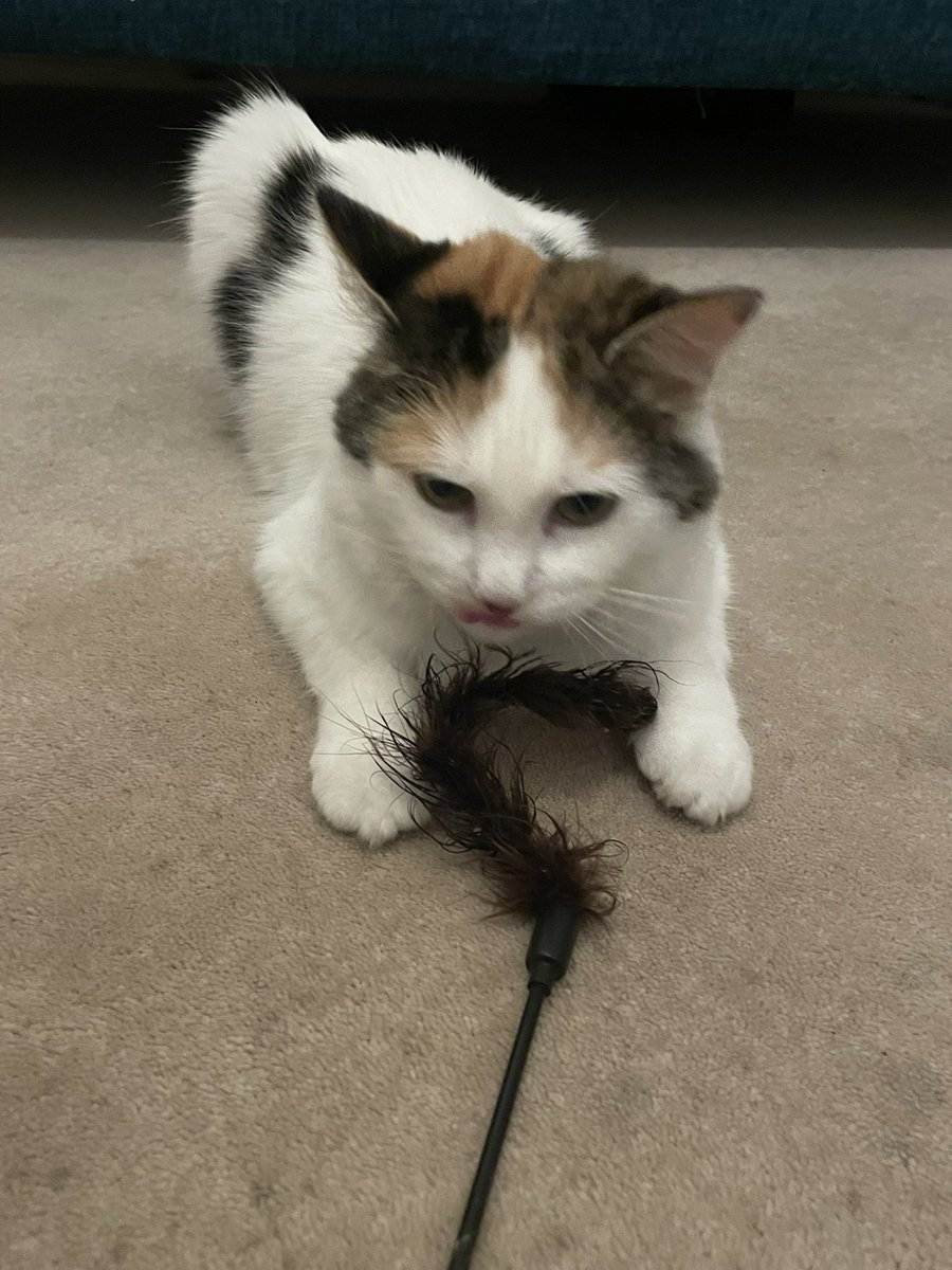 The female hominid found one of my predecessor’s toys today. She had hidden it away when his eyesight faded. She gave it to me and I love it! I know she still misses him but I am glad to be here now and I know all the hominids are v happy to have me #AdoptDontShop #CatsAreFamily