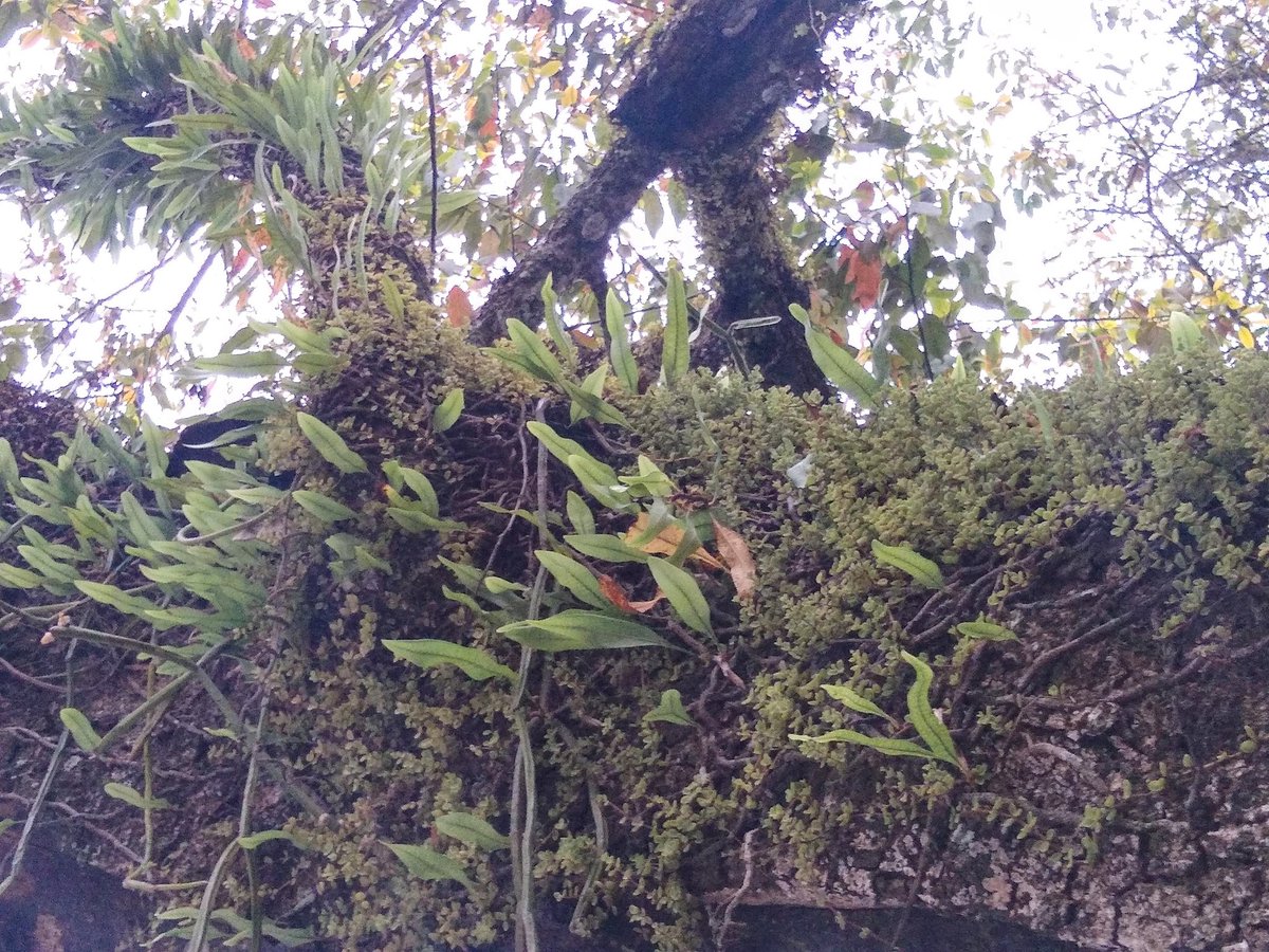 MarMarZeta's tweet photo. #Taxojueves de #Polypodiopsida
Otra Microgramma vista en San Lorenzo, Salta https://t.co/okFd6bK3R5
