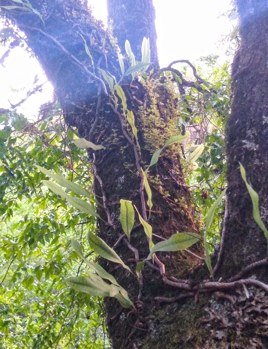 MarMarZeta's tweet photo. #Taxojueves de #Polypodiopsida
Otra Microgramma vista en San Lorenzo, Salta https://t.co/okFd6bK3R5