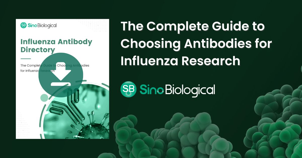 mscienceaustnz's tweet image. .@SinoInc has created an extensive range of #antibodies targeting various antigens of #Influenza.    Download the complete guide for choosing the right antibodies for your #research: bit.ly/3Lm5zqq