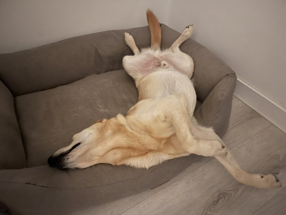 Yuki, 🦴afide tweet media