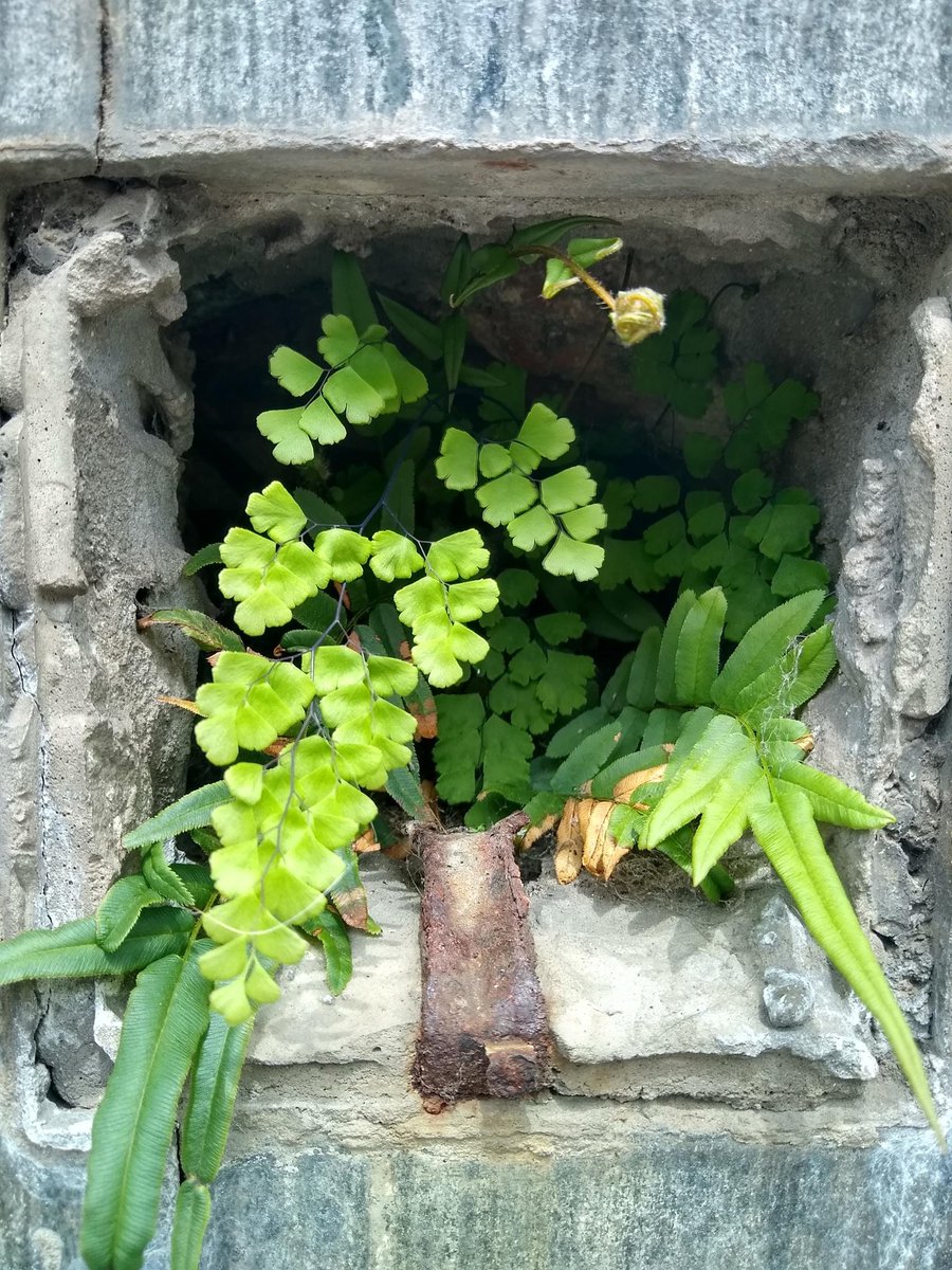 MarMarZeta's tweet photo. #Taxojueves de #Polypodiopsida
¿Uno o dos helechitos? sin identificar creciendo por algún barrio de Caba https://t.co/IYflYyK7CR