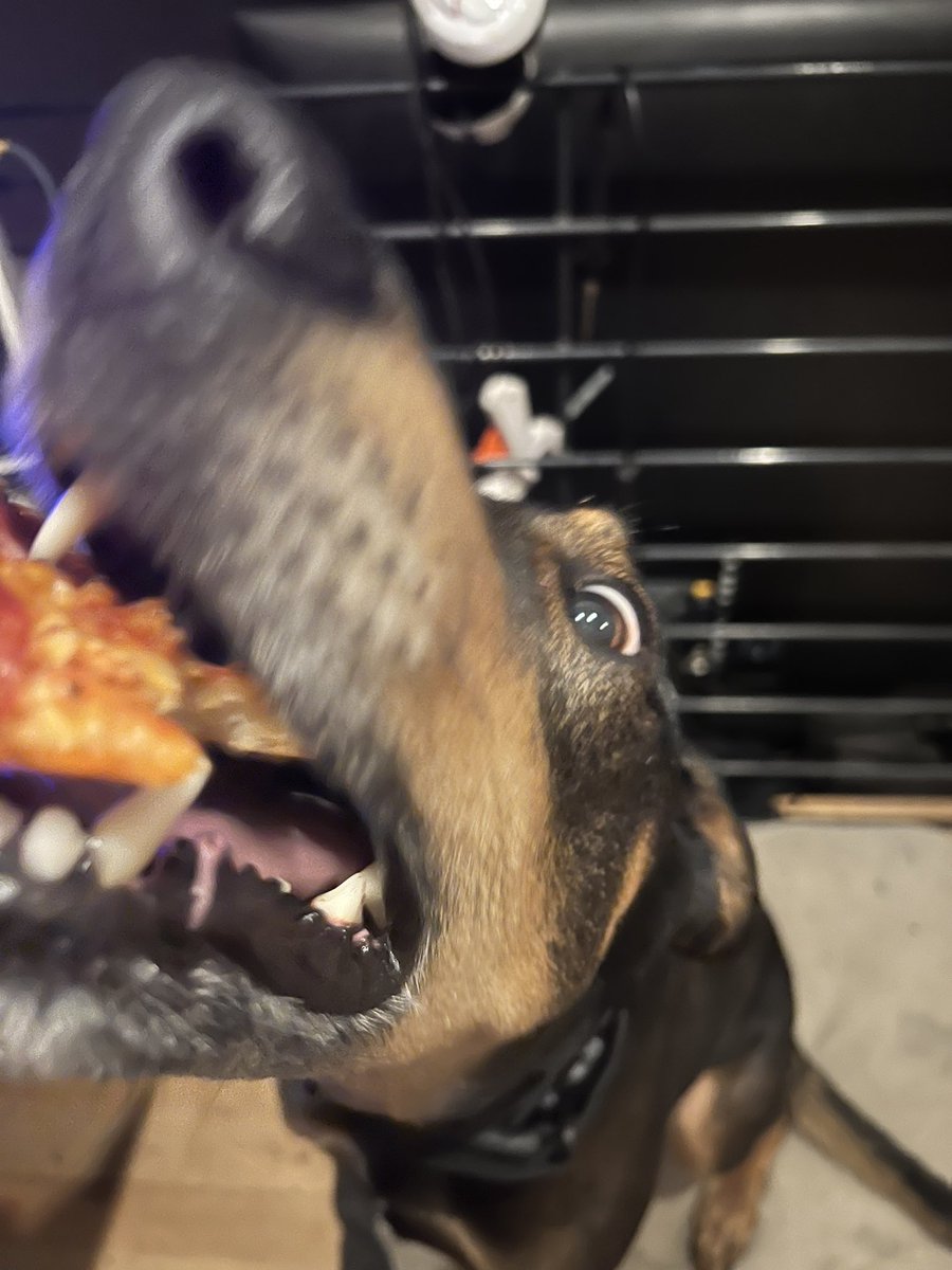 The pizza was so yummy
#DogsOnTwitter