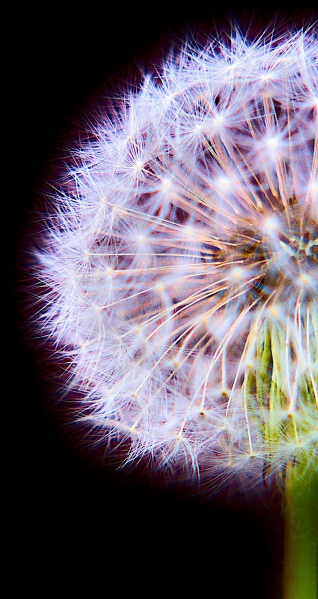 itsKscribs's tweet photo. My yard is full of these.  So, I took a shot at one.  #dandelion #summer #photography https://t.co/QwTSVoyTZX
