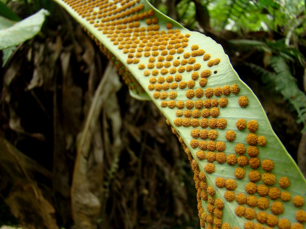DiegoEseO's tweet photo. #Soros
Pero mucho más lindos que George...
Fabulosos #helechos silvestres en la selva de #Misiones, para este #taxojueves de #Polypodiopsida
Deslúmbrate tú
#floranativa #Misiones #Selvaparanaense
RT si te emocionan esas esporas por salir https://t.co/KW1WzCWUa2