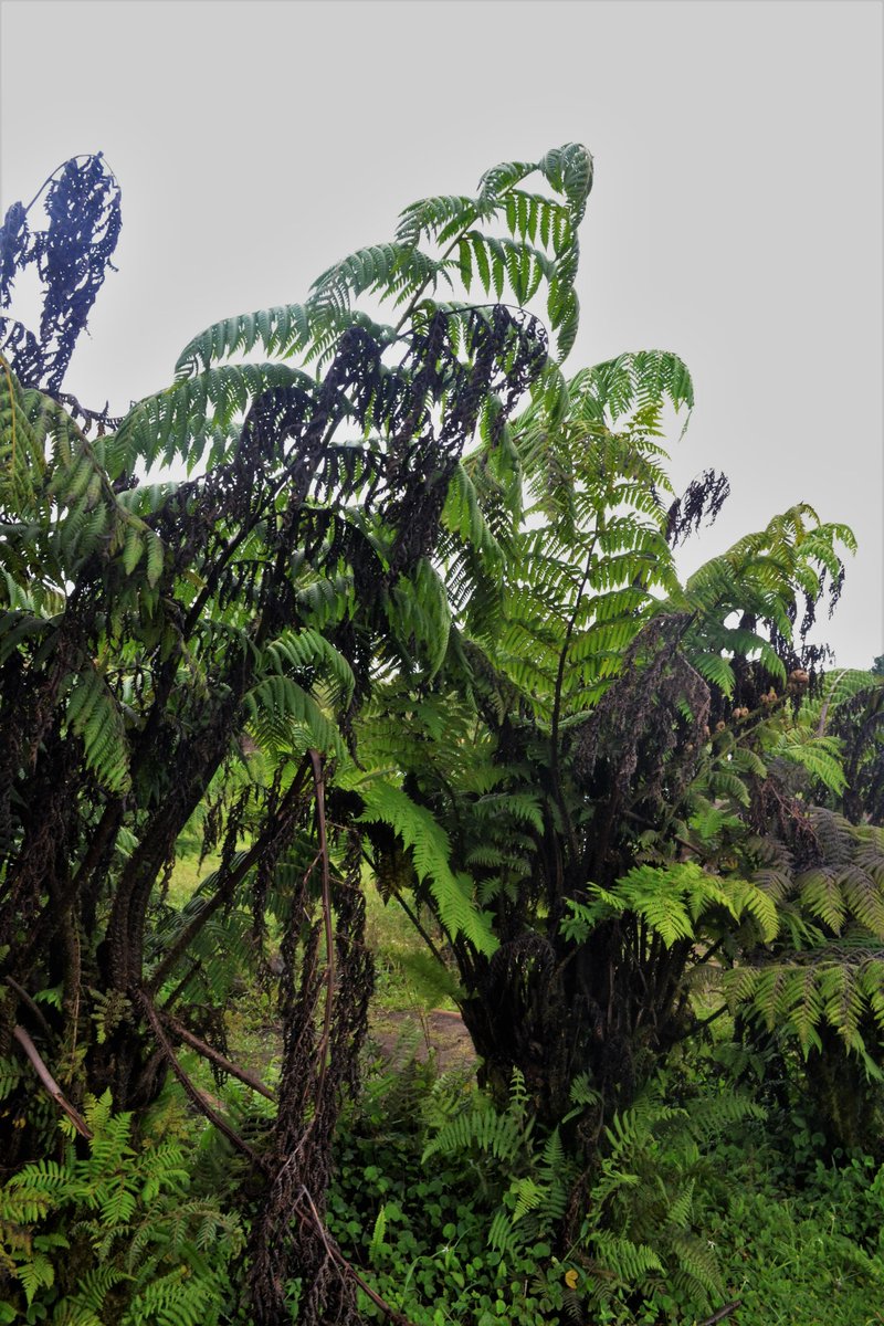 abenavidez87's tweet photo. #taxojueves de #Polypodiopsida
Cyathea weatherbyana https://t.co/EUQGu63rBG