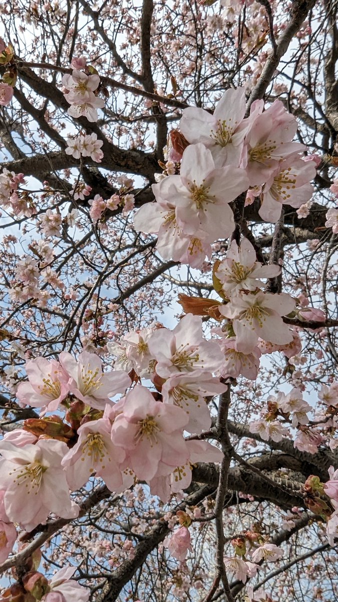 2pm_mei's tweet photo. 北海道は今がシーズン🌸
桜咲いてるの見ると、この歌とこの衣装のライブ思い出すのは私だけじゃないはず😆
チャンパだけど、この時のジュノが神がかってカッコいいと思ってる🤭
#2pm
#春風
#Junho
#2pmof2pm https://t.co/zZ9npsWmDL