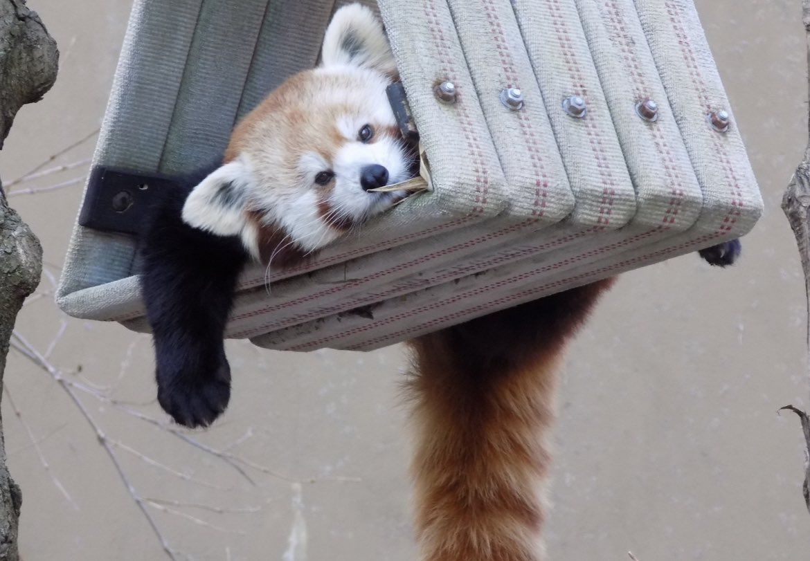 Red Panda tweet media