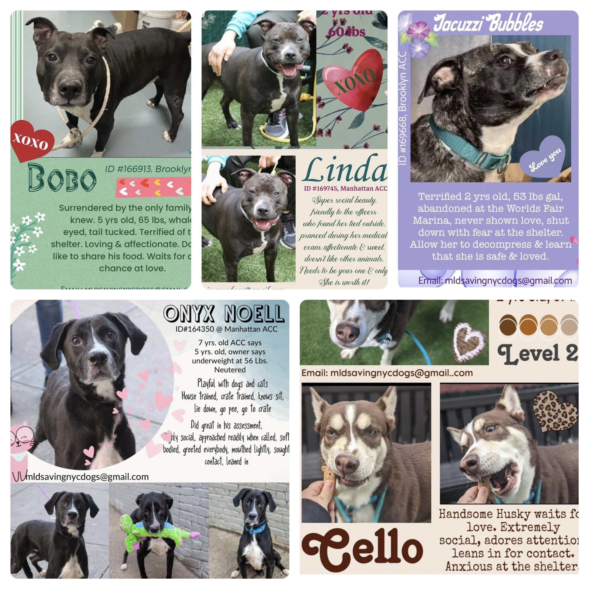 Keith Olbermann s Dogs On Twitter The NYCACC Saturday Kill List keith-olbermann-s-dogs-on-twitter-the-nycacc-saturday-kill-list