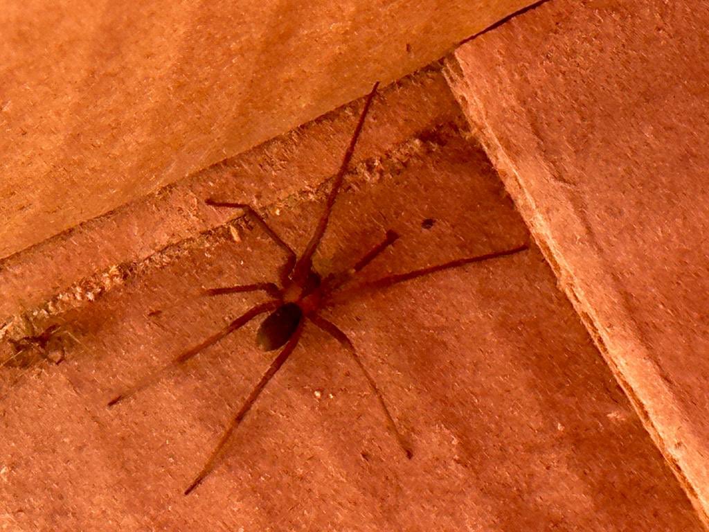 solivera1's tweet photo. Hola @Arachno_Cosas me encontré a esta amiguita en unas cajas, por favor dime de qué se trata… https://t.co/CsyxueNNOy