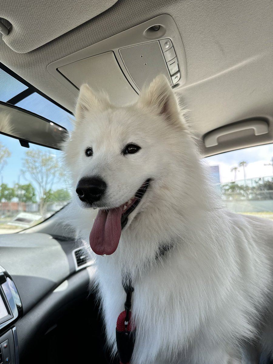 hennyboyjosh's tweet photo. Happy 2nd birthday to my son Baymax ๐ค๐ผ #samoyed #singledogdad https://t.co/VHvxxHNGgp