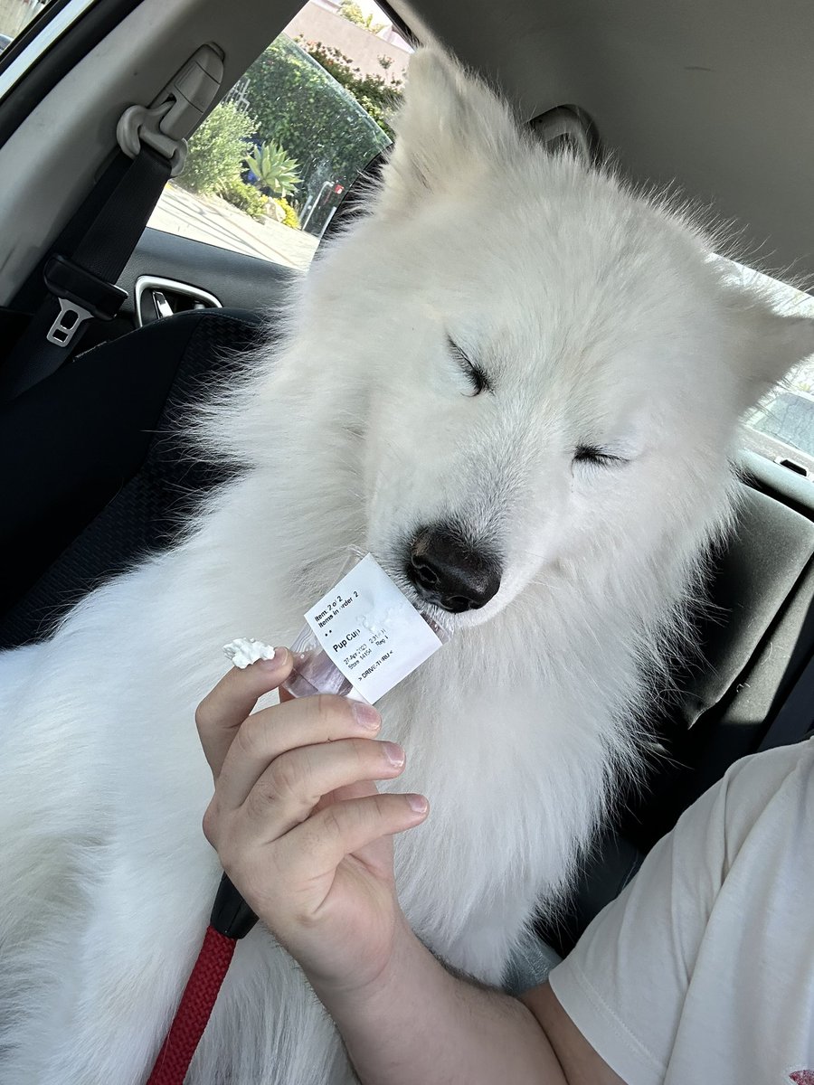 hennyboyjosh's tweet photo. Happy 2nd birthday to my son Baymax ๐ค๐ผ #samoyed #singledogdad https://t.co/VHvxxHNGgp