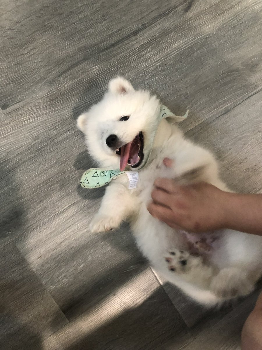 hennyboyjosh's tweet photo. Happy 2nd birthday to my son Baymax ๐ค๐ผ #samoyed #singledogdad https://t.co/VHvxxHNGgp