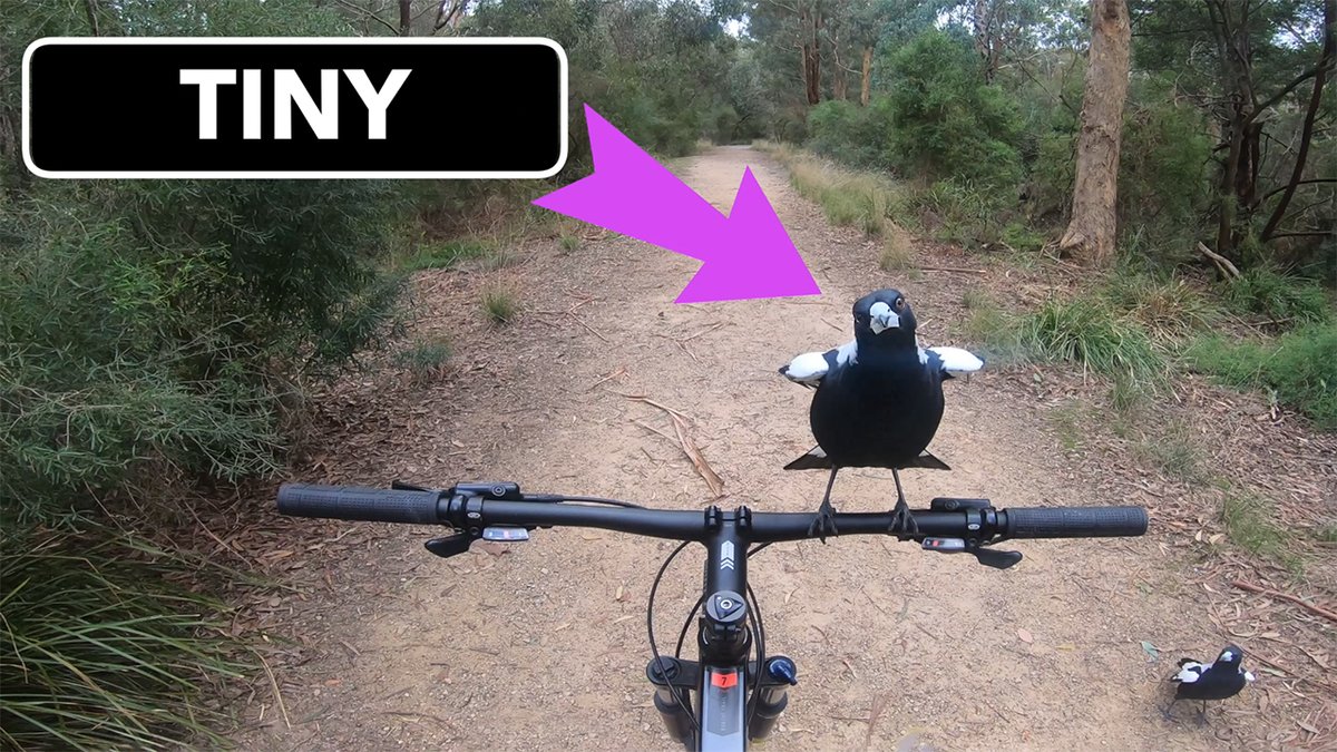 The BRAVEST MAGPIE GIRL in the Hood: TINY youtu.be/atpq7_X3PAQ 

#magpie #australianmagpie #funnybird #funnywildlife #funnyanimals #BirdTwitter #BirdGang #Birdland #birds #aussie #Melbourne #animallover #WildlifeWednesday