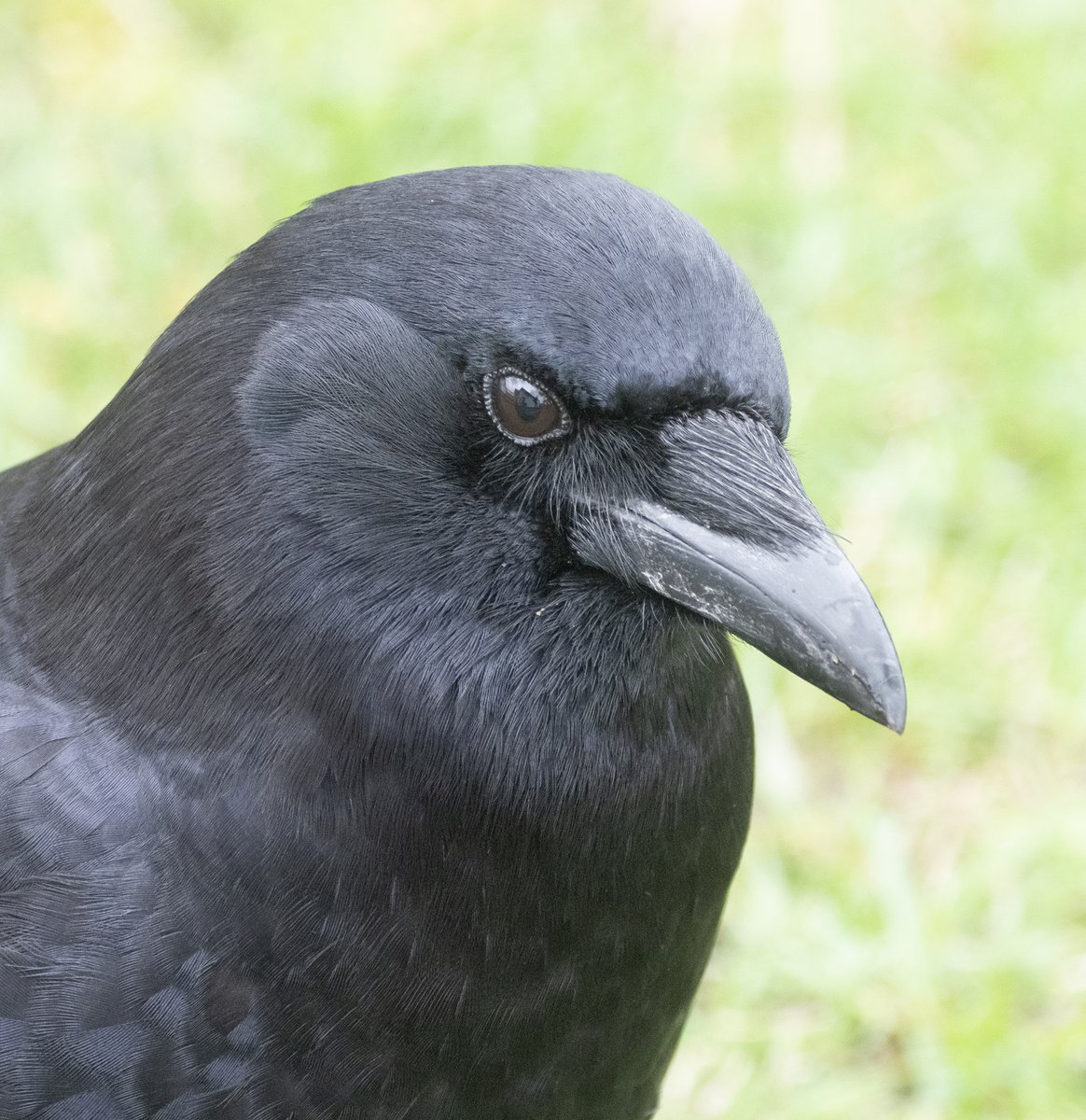 Yesterday's mystery bird — not a magpie, not a new kind of Steller's Jay — just White Wing the crow, taking a short break from nest sitting to come and say hello. More on White Wing in my blog: urbannature.blog/2020/03/19/whi…