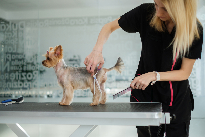 Is Becoming a Pet Groomer The Right Thing For You? - domesticatedcompanion.com/like_293735/ #pet #petgroomer #career
