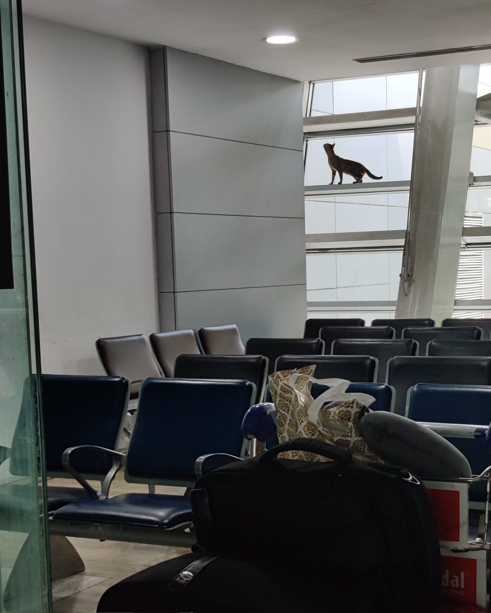 Forget about pigeons what is this cat doing at Bombay airport??