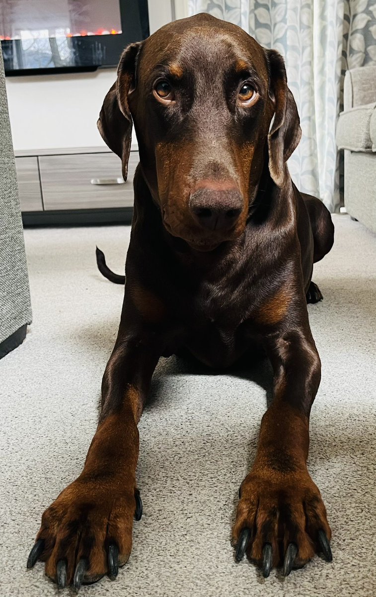 DobermanRoxythe's tweet photo. #MurphysLog 28.4.23
Last day of our holiday in The Lake District today - I’m not sure Murphy is 100% happy his holibobs is over ⬇️
#Lymphoma #MurphyTheDobermann https://t.co/ItVNxR2ZcN