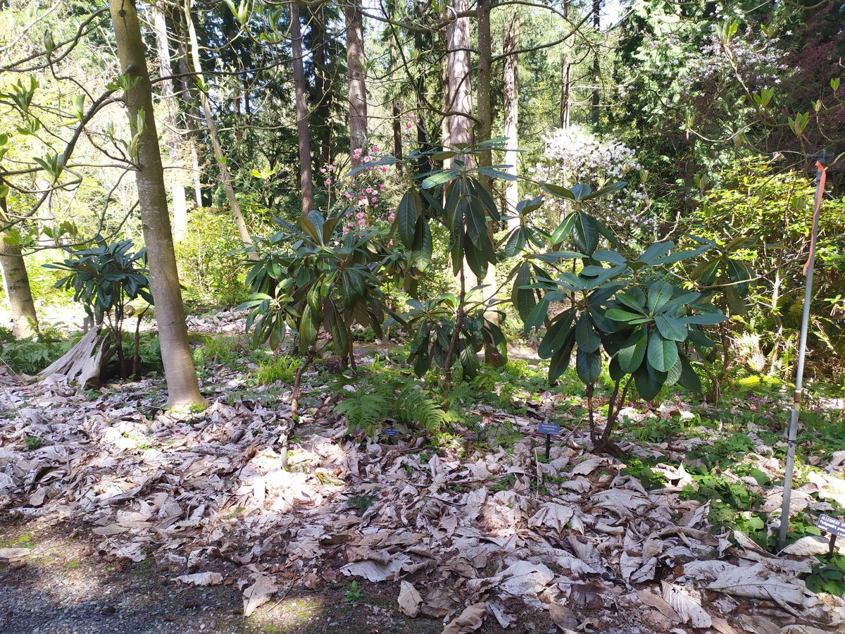 Horti_Tim's tweet photo. Wonderful to see the waxy, tubular semi translucent efflorescence of Rhododendron cinnabarinum group. Can't wait to see how the recently planted Rhododendron cinnabarinum L&amp;S Branklyn (Salmon Pink) from @glendoick at Aberdour castle https://t.co/vw2frze4iL