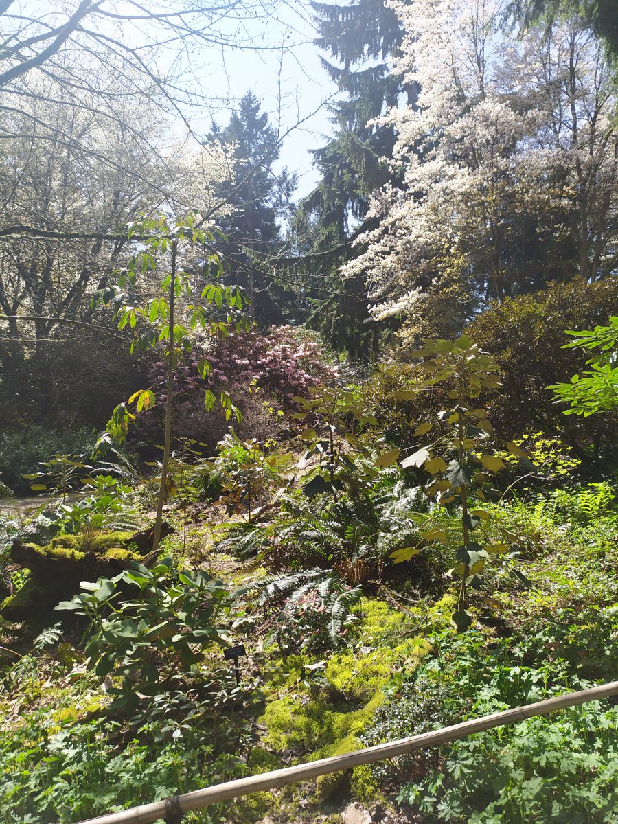 Horti_Tim's tweet photo. Wonderful to see the waxy, tubular semi translucent efflorescence of Rhododendron cinnabarinum group. Can't wait to see how the recently planted Rhododendron cinnabarinum L&amp;S Branklyn (Salmon Pink) from @glendoick at Aberdour castle https://t.co/vw2frze4iL