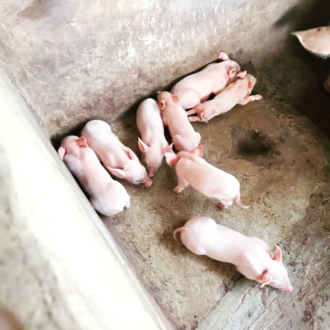 EmeraldGenetix's tweet photo. Are you struggling with low yields or poor animal health? Our consultants can conduct a thorough analysis of your farm's operations and provide you with actionable recommendations to improve your results. We have a proven track record of helping farmers achieve their goals. https://t.co/N0lFWXB7UF