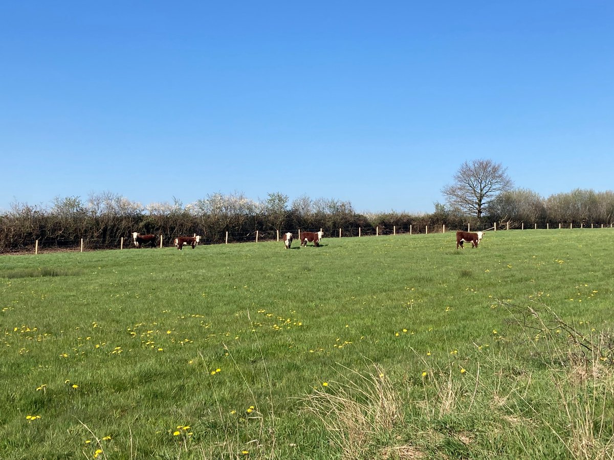 Wild Woodbury recently welcomed a small herd of cattle to the site. 🐮 The natural process of mixed grazing, ground disturbance, and natural dung on site will stimulate a dynamic mosaic of habitats, creating space for biodiversity and bioabundance to increase. 💚 ~ Jack
📸 Seb