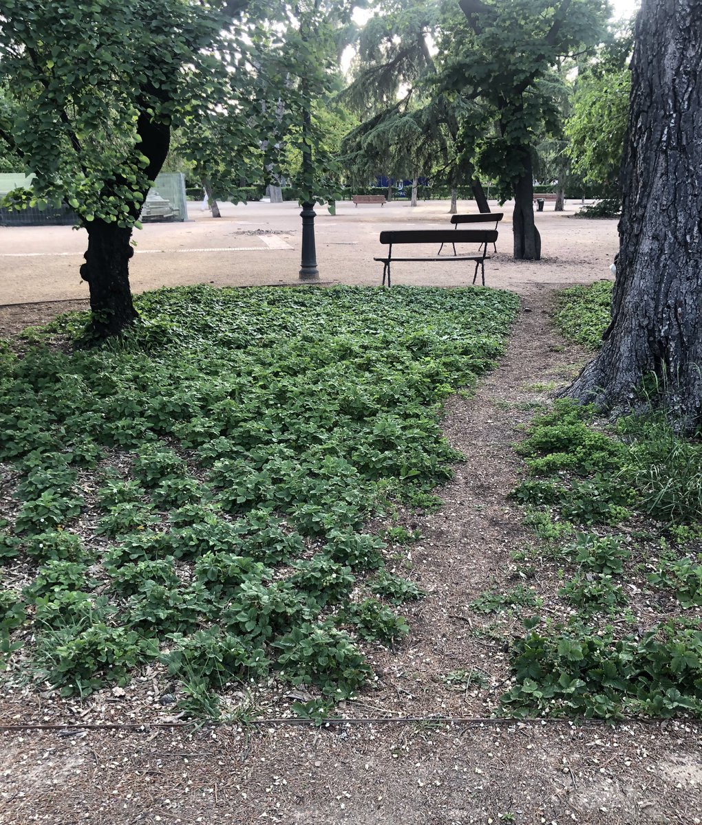 Alberto_Gayo's tweet photo. Los caminos deseados cada vez tardan menos en aparecer, a veces acortan, o son más lógicos,o simplemente son más bonitos. O el que diseña tiene que pensar más #desirepaths en #ElRetiro https://t.co/5zBXhEowhw