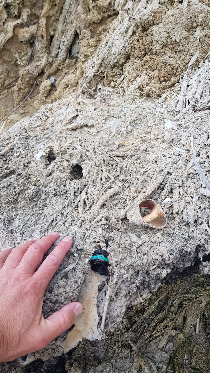 Embedded plastic in #travertine! Impressive how fast these rocks are formed and how we are changing geology! #Anthropocene died, welcome #Plasticocene! At the Bulgarian coast of the Black Sea.