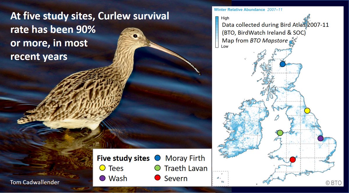 5/5 
Winter #Curlew numbers are down across all four countries over a ten-year period. #WeBSReport
Biggest  losses in England:
Scotland -14%
Northern Ireland -18%
England -20%
Wales -15%
Survival rates are high so finger points to poor recruitment: 
wadertales.wordpress.com/2021/06/12/mor…