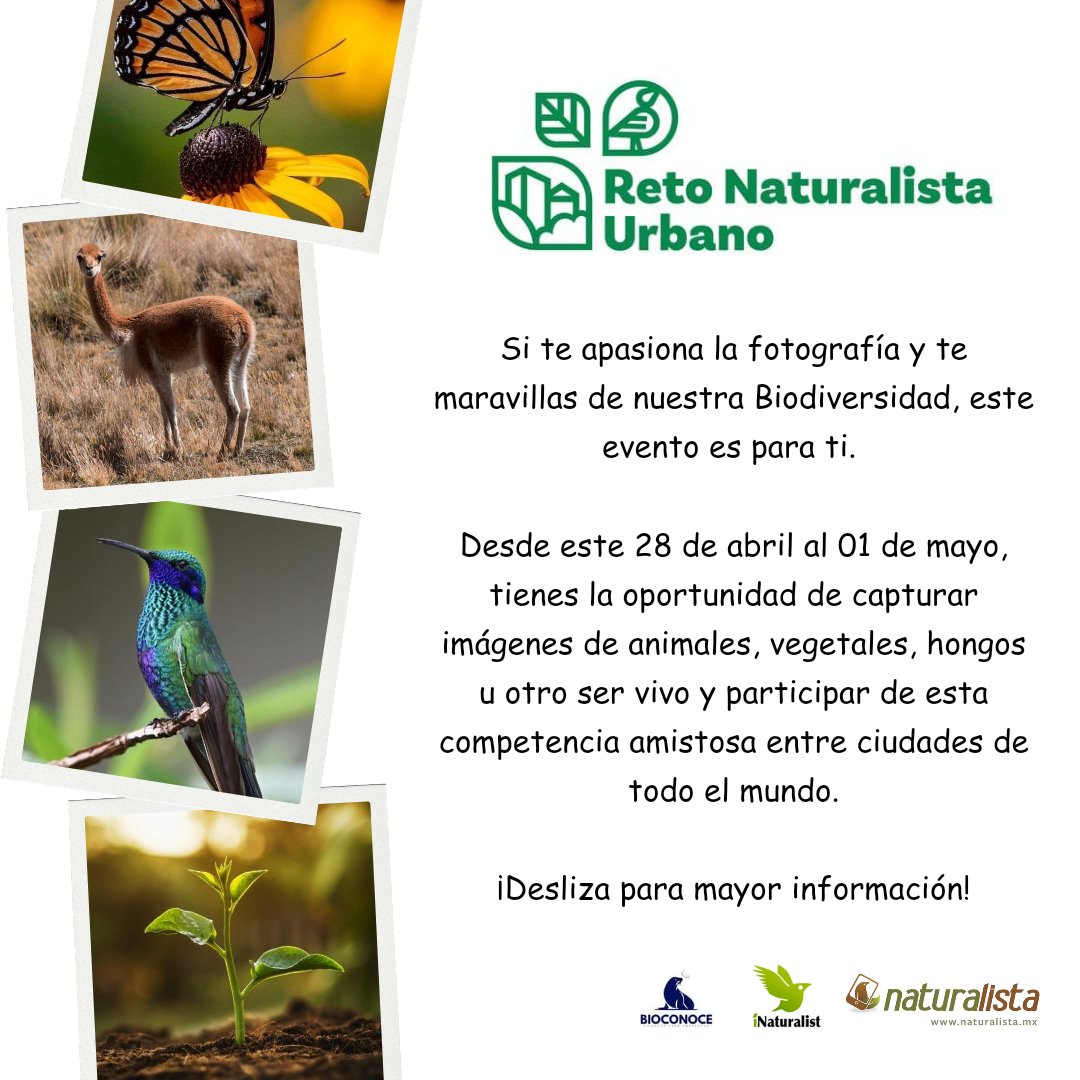 Bio_conoce's tweet photo. RETO NATURALISTA URBANO 2023 🌍

Es un evento mundial 🌍 que forma parte del @citnatchallenge y consiste en una competencia amistosa entre ciudades 🙌🏻 de fotografías 📸 de organismos silvestres 🦓🌱🐝🐧🌷🦋🐍 y las comparten en https://t.co/fn3jUrNOrm 

#retonaturalista #biology https://t.co/zhOl8A7JcJ