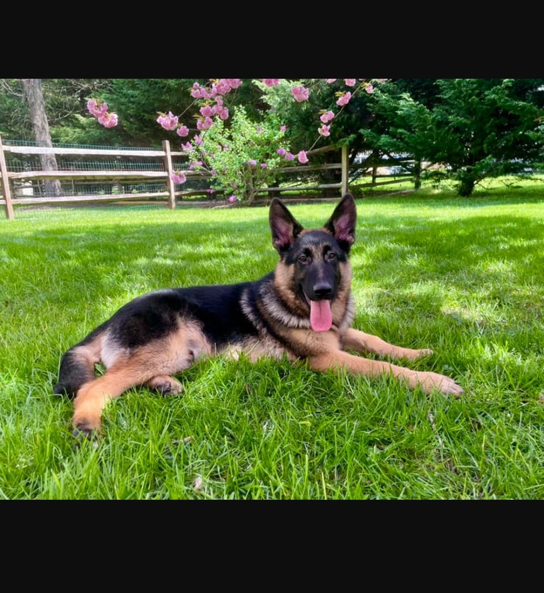 Tej is a 5 month old GSD puppy who likes people, kids, and dogs.  Like all young GSD, Tej needs both mental and physical stimulation to be the best K9 citizen he can be.  Read more about how to adopt this big bundle of fluff and energy here 

magsr.org/maleadopt.htm#…