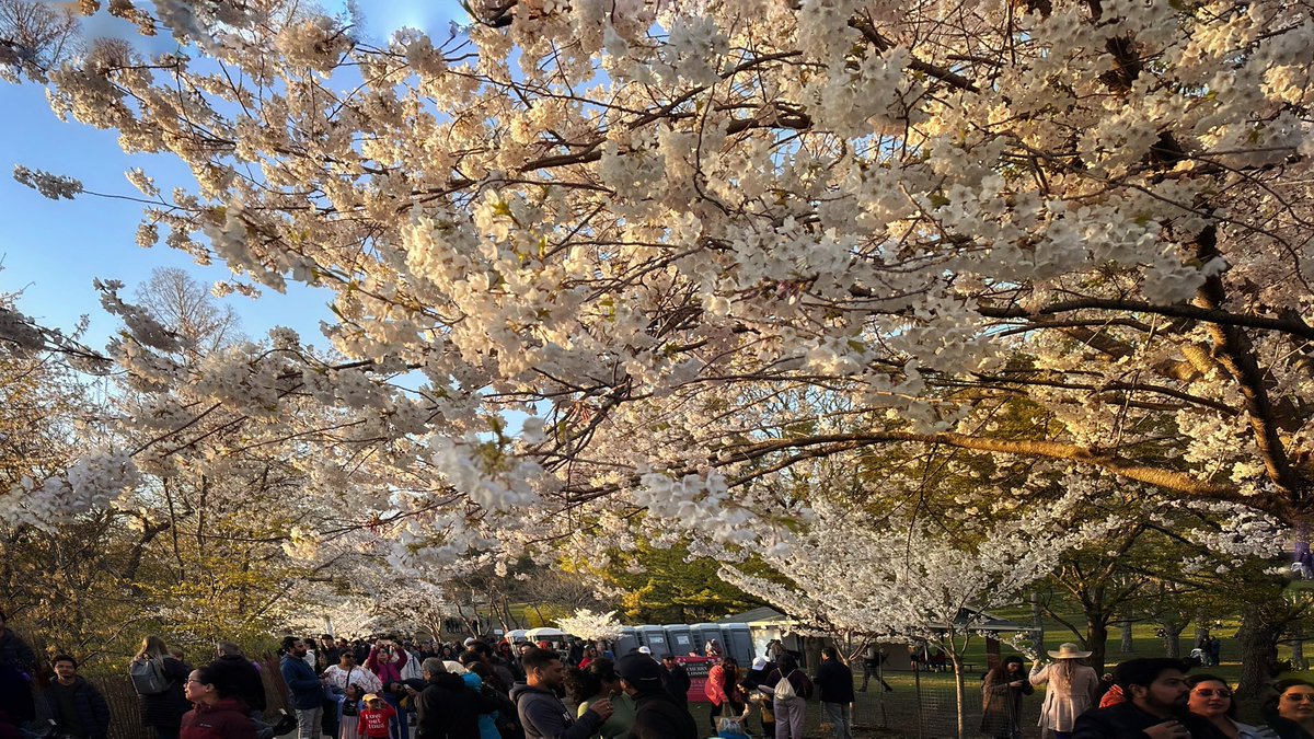 Cherry blossom time in #Toronto <a href="/HighParkToronto/">High</a> #cherryblossoms