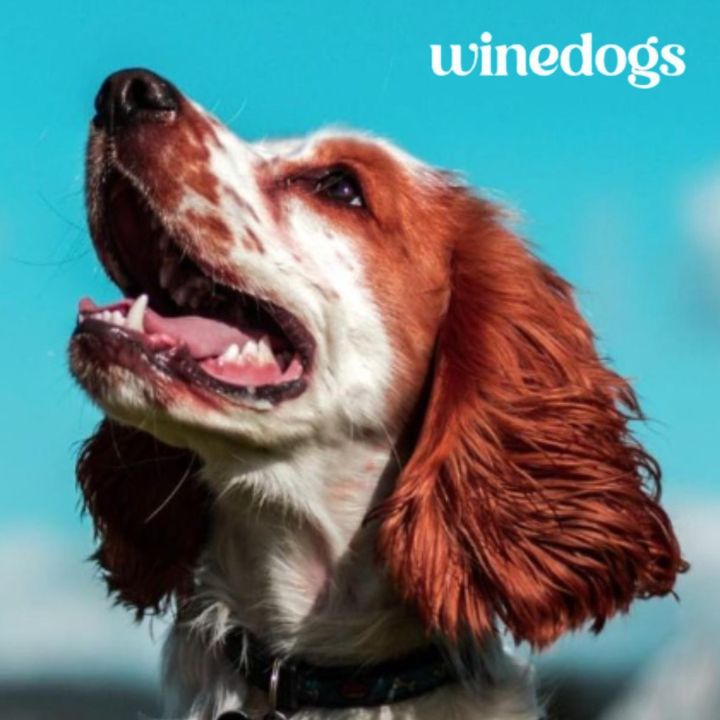 HawkesBay_Wine's tweet photo. In collaboration with the creators of The Big Dog Walk, @ElephantHill is proud to present Wine Dogs this May🐾 A fun day out with wine, dogs, and raising funds on behalf of the Hawke's Bay Wine Association Cyclone Gabrielle Fund https://t.co/HVcBUMBs6Y
#HawkesBayWine #WineDogs https://t.co/dHAnKHsW99