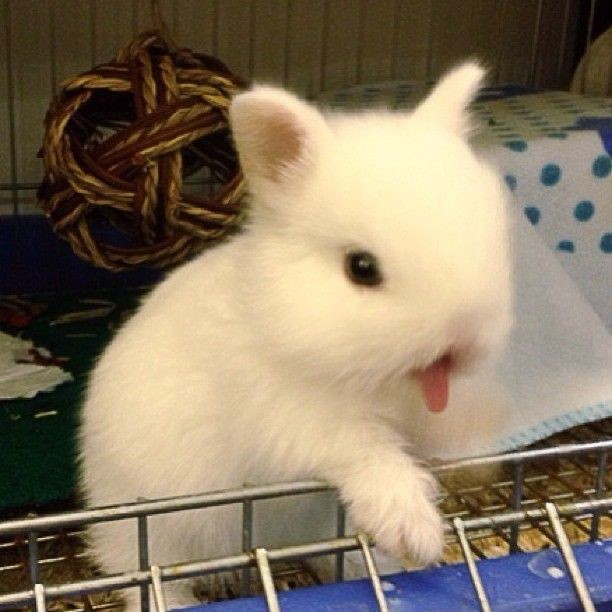 ourhomesoobin's tweet photo. 숩: 🐰😋 https://t.co/k1WFszknHW