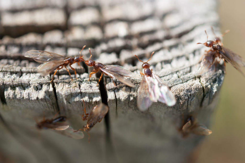 pestctrlheroes's tweet photo. Do Tree Stumps in Your Yard Attract Termites? – Are you concerned old tree stumps in your yard could attract termites? Here's the signs of termites in tree stumps and what to do about it... https://t.co/ThsndJGw23 https://t.co/kscTNfVVhG
