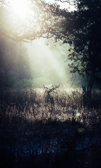 whitedovecrafts's tweet image. Photo By Yogesh Pedamkar | Unsplash 
 #fixedwiretesting #campingoutdoors #artfairs #friezeartfair #artdubai