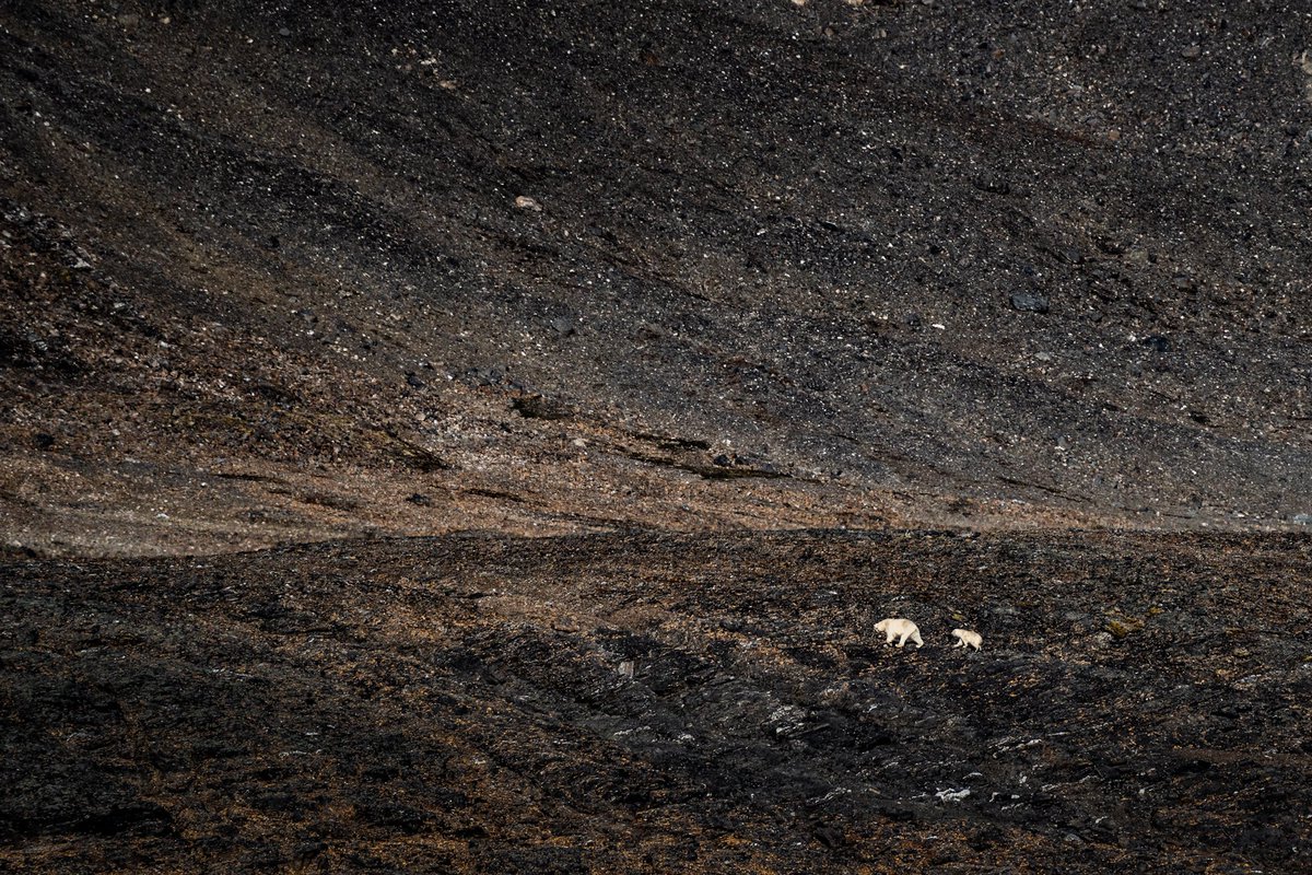 ManishMandhyan's tweet photo. As we ventured across the mesmerizing landscape of Svalbard, we were graced with the sight of these beautiful polar bears - a loving mother and her curious cub 🐻💙. They were fearlessly navigating the barren ridge, teaching us lessons in resilience and survival.

These majestic creatures are a symbol of strength, protection, and adaptability, and it's our responsibility to protect their fragile Arctic home 🌎. Let's work together to combat climate change and preserve their environment for generations to come 🌬️🍃.