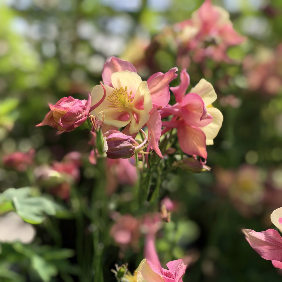 G2GMinistries's tweet photo. Our Favorite Flowers For May https://t.co/8HqGWOxsVZ https://t.co/Hf8hgskJxU