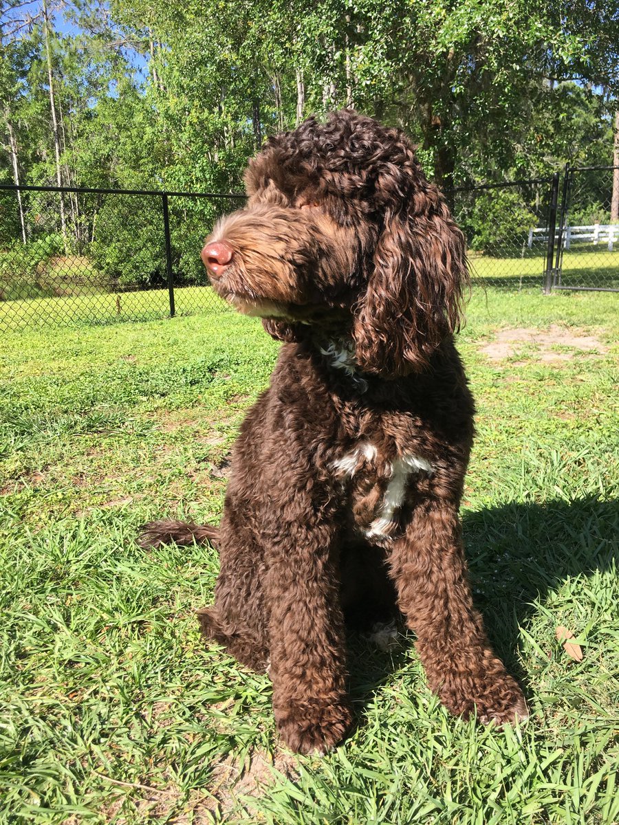 AdkinsStacey's tweet photo. Bentley #bestathome  #HomeDepot https://t.co/qeQnRWWmsc
