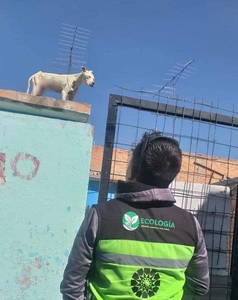 AlejandraVegaF5's tweet photo. Multa de 6 mil pesos x tener perritos en azotea! https://t.co/Wff3p23zC0