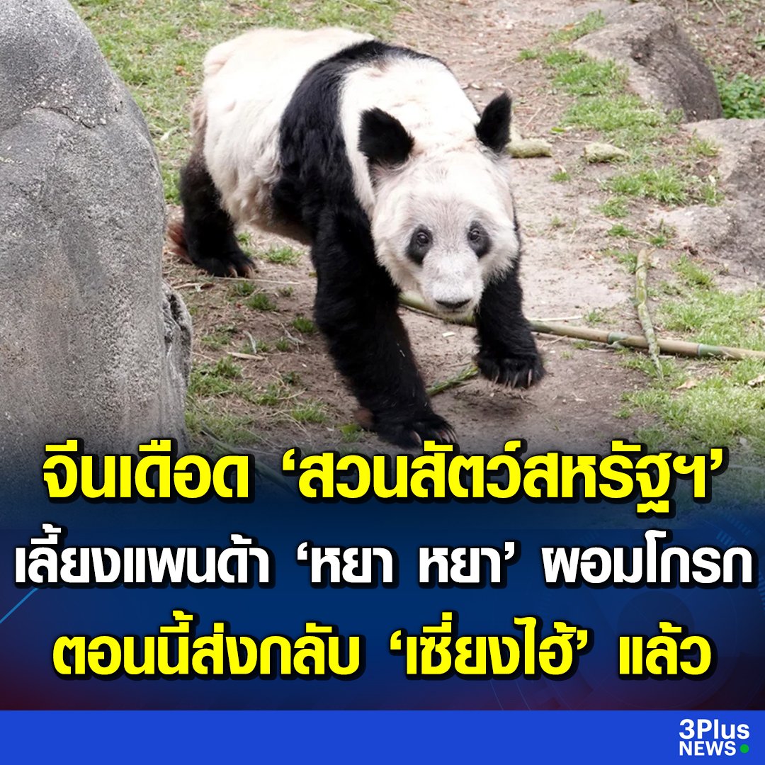 ทางการจีนพบว่า สหรัฐอเมริกาเลี้ยงดูแพนด้าจนผอมโทรม ตอนนี้ส่งกลับเซี่ยงไฮ้แล้ว ช้างไทยที่ถูกส่งไปทรมานที่ศรีลังกาล่ะ เมื่อไหร่มึงจะเรียกคืนอีรัฐไทย แหกตามาดูด้วย!!!!!!