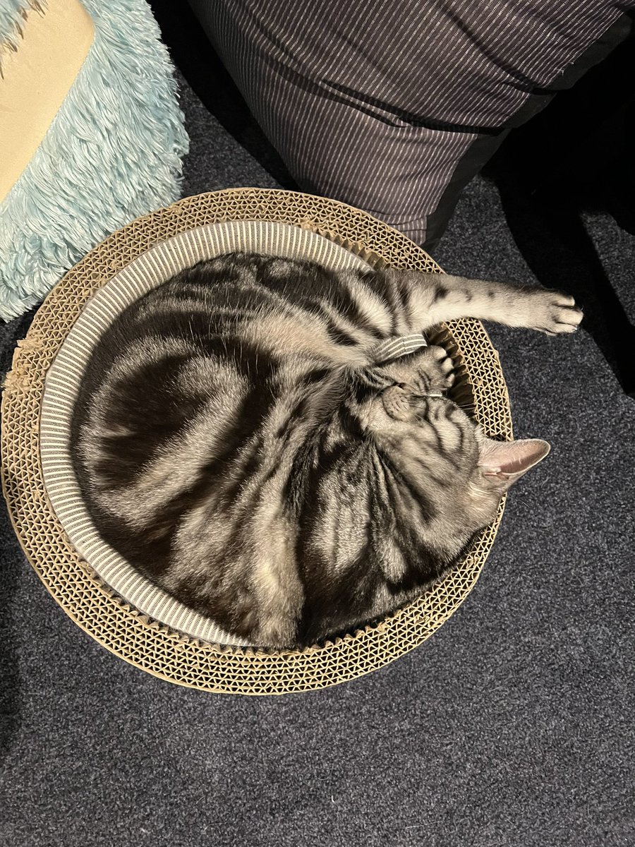 HaRka's tweet photo. ちびこのレッグ🦵www
#アメショ
#ノルジャン
#猫のいる生活
#幸せ https://t.co/EfK5edYmZH
