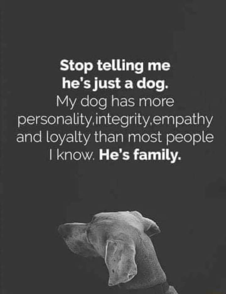 doggynation_'s tweet photo. Dogs are family 🥹 https://t.co/rNsBH5TaYr