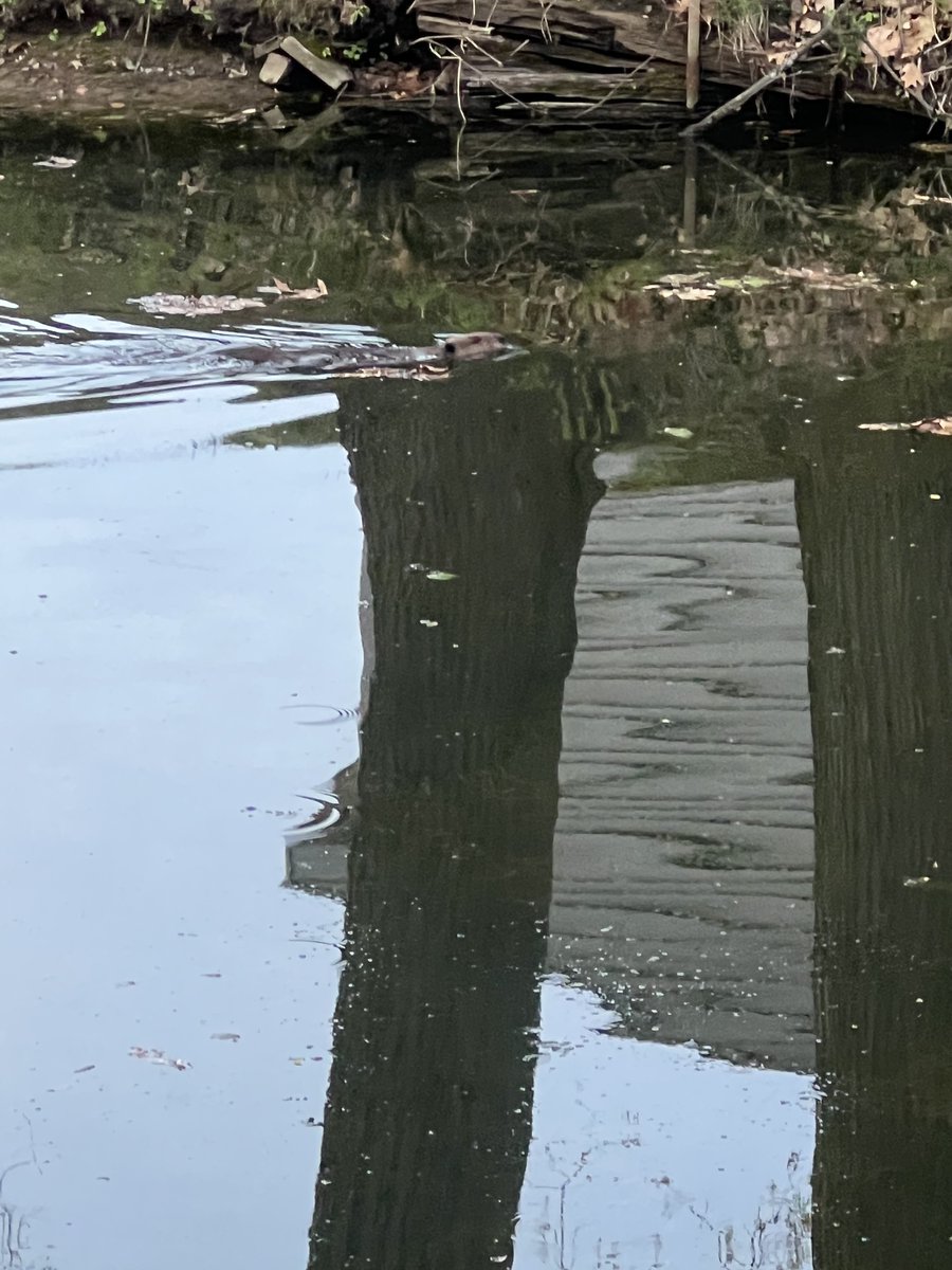 Allentown1711's tweet photo. Great ride, beautiful day .... made new friends & saw my Bwird friend & an otter swimming about. π΄π»ββοΈπ΄π»ββοΈπ΄π»ββοΈπ΄π»ββοΈπ«πβοΈ #BikeLife #AprilMiles #BlessedBeyondMeasure https://t.co/7YPIX3f5xJ
