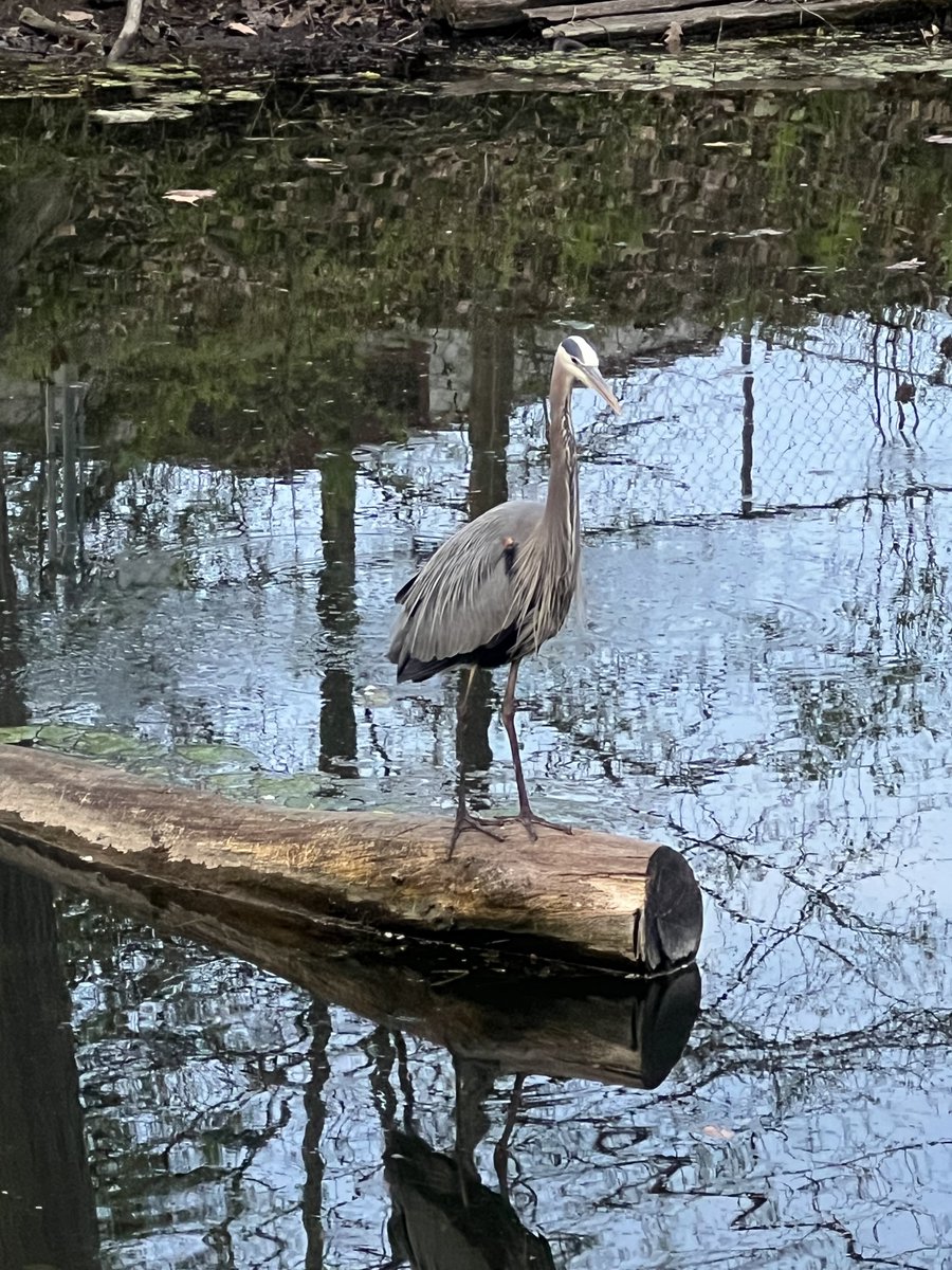 Allentown1711's tweet photo. Great ride, beautiful day .... made new friends & saw my Bwird friend & an otter swimming about. π΄π»ββοΈπ΄π»ββοΈπ΄π»ββοΈπ΄π»ββοΈπ«πβοΈ #BikeLife #AprilMiles #BlessedBeyondMeasure https://t.co/7YPIX3f5xJ