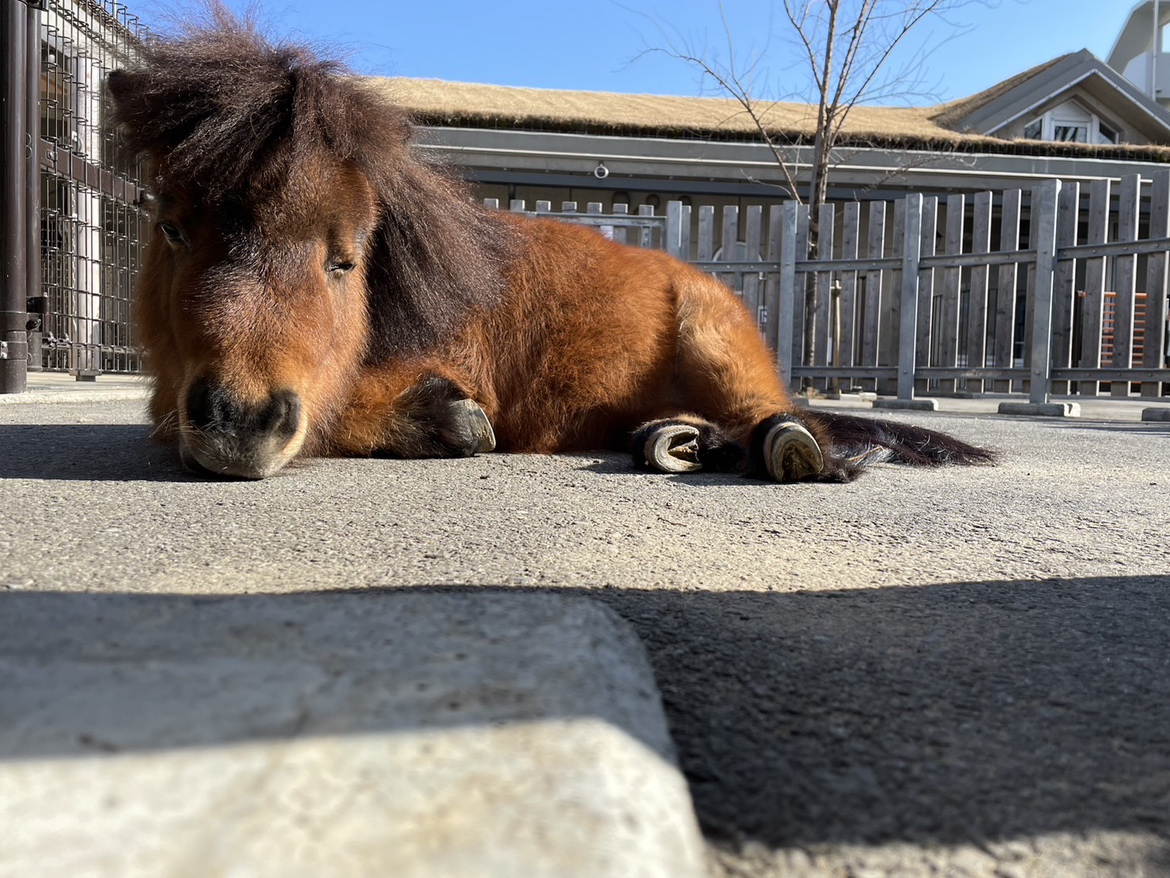 itabashizoopark's tweet image. こんにちは！
板橋こども動物園・こども動物園高島平分園が公式ツイッターを始めました！動物たちの様子やイベント情報を発信していくので、フォローお願いします！
可愛い動物たちの写真や動画を見て癒やされてください♪
#動物園
#板橋区
#ポニー
#ヤギ
#ヒツジ
#モルモット