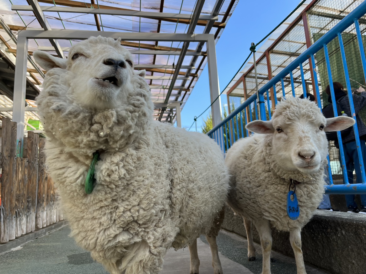 itabashizoopark's tweet image. こんにちは！
板橋こども動物園・こども動物園高島平分園が公式ツイッターを始めました！動物たちの様子やイベント情報を発信していくので、フォローお願いします！
可愛い動物たちの写真や動画を見て癒やされてください♪
#動物園
#板橋区
#ポニー
#ヤギ
#ヒツジ
#モルモット