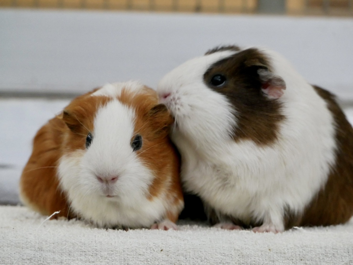 itabashizoopark's tweet image. こんにちは！
板橋こども動物園・こども動物園高島平分園が公式ツイッターを始めました！動物たちの様子やイベント情報を発信していくので、フォローお願いします！
可愛い動物たちの写真や動画を見て癒やされてください♪
#動物園
#板橋区
#ポニー
#ヤギ
#ヒツジ
#モルモット