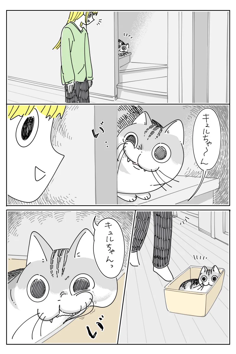 呼ばれて振り向くときにヒゲが引っかかって･･･！とっても可愛くて癒される「猫漫画」！