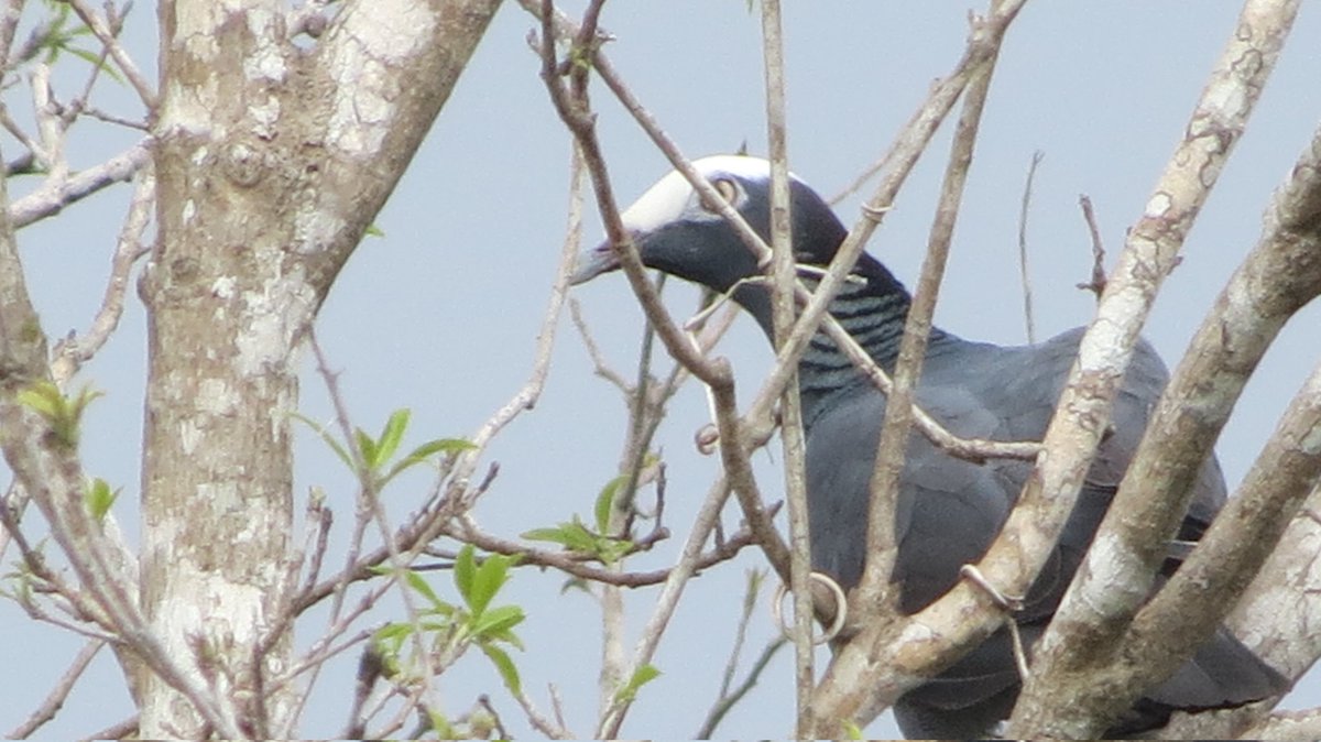 DVSToledo's tweet photo. Segunda vez que fotografío a la Torcaza Cabeciblanca. La muy pilla nunca me regala un plano limpio. 😕📸

Patagioenas Leucocephala/ White-crowned Pigeon. 📝
Guanacabibes, Pinar del Río. 📌
#birding #birdingphotography #columbiformes #cuba #birdscaribbean @BirdsCaribbean https://t.co/KLQXW8zrAQ